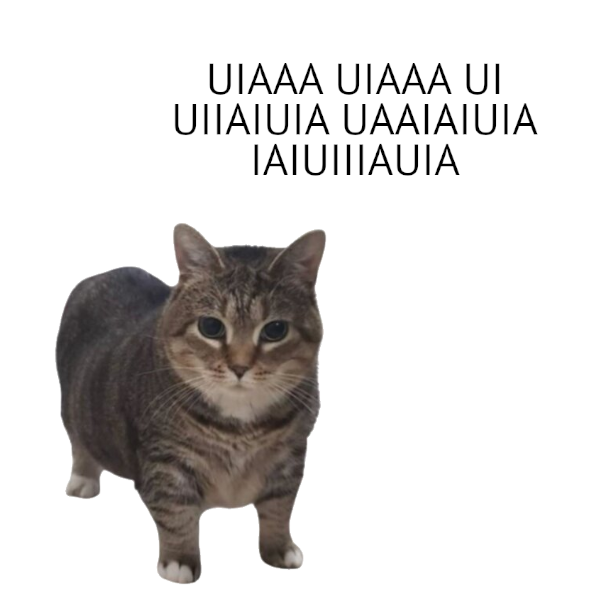 Ilustrasi: Kucing UIA